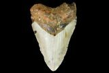 Fossil Megalodon Tooth - North Carolina #108998-1